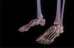 The bones of the feet