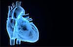 Les vaisseaux coronaires du coeur