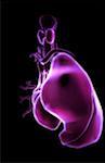 The heart and the respiratory system