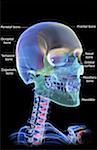 Les os de la tête, le cou et le visage