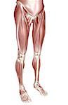 The muscles of the lower body