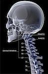 The cervical vertebrae