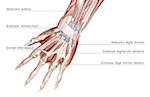 The muscles of the hand