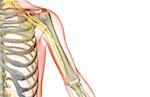 The nerves of the shoulder and upper arm
