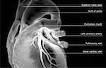 The coronary vessels of the heart