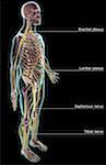 The nervous system