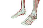 The musculoskeleton of the feet