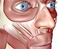 The muscles of the face