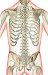 The lymph supply of the trunk