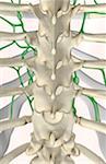 The lymph supply of thoracic vertebrae