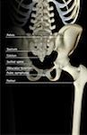 The bones of the pelvis