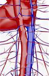 Les vaisseaux sanguins du thorax