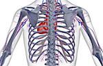 The blood supply of the upper body