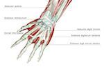 Musculoskeleton der hand