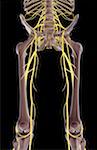 The nerves of the lower limb