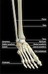 The bones of the foot