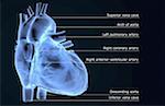 The coronary vessels of the heart