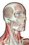 Die Musculoskeleton von Kopf, Hals und Gesicht