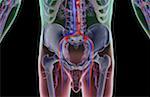 The blood supply of the lower body