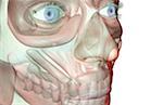 The musculoskeleton of the face
