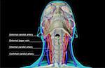 The blood supply of the head and neck