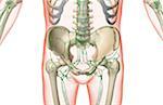 The lymph supply of the pelvis and lower limbs