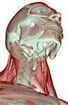 The musculoskeleton of the head and neck