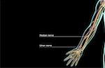 The nerves of the upper limb