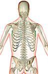 The lymph supply of the upper body