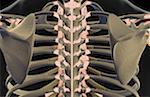 The ligaments of the spine