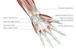 La muscucardiovasculaires de la main