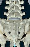 The bones of sacral vertebrae