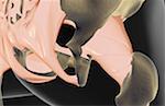 The ligaments of the hip