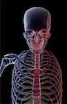 The bones of the upper body