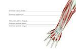 The musculoskeleton of the forearm