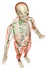 The lymphatic system
