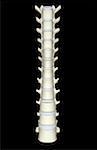 The lumbar and thoracic vertebrae