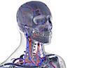 The blood supply of the head and neck