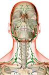 L'approvisionnement des lymphatiques de la tête, le cou et le visage