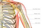 The nerves of the shoulder