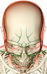 L'approvisionnement des lymphatiques de la tête et le visage