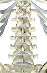 The bones of lumbar vertebrae