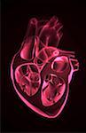 Anatomie sectionnelle du cœur.