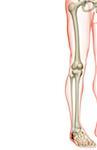 The bones of the lower limb