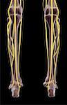 The nerves of the leg
