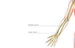 The nerves of the upper limb