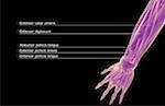 The muscles of the forearm
