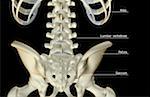 The bones of the lower back