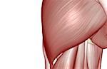The muscles of the hip