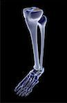 The bones of the leg